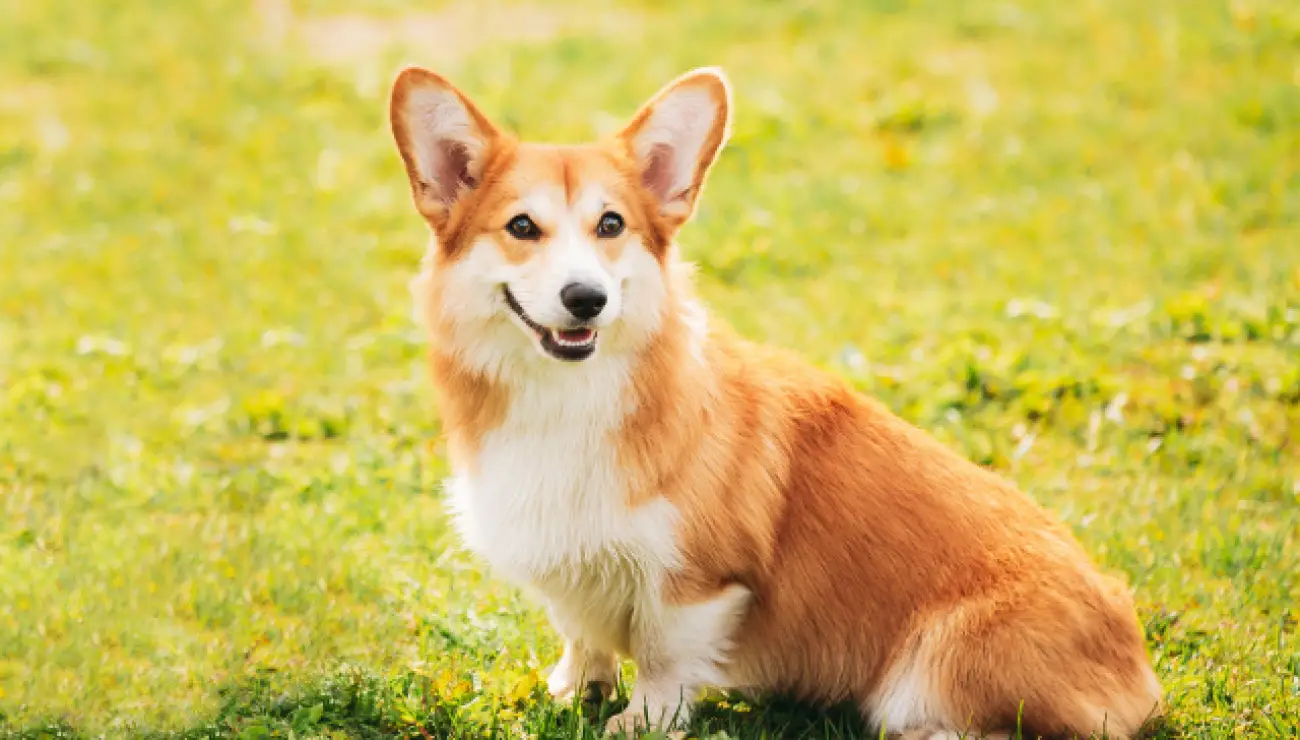 Welsh Corgi, Pembroke 1