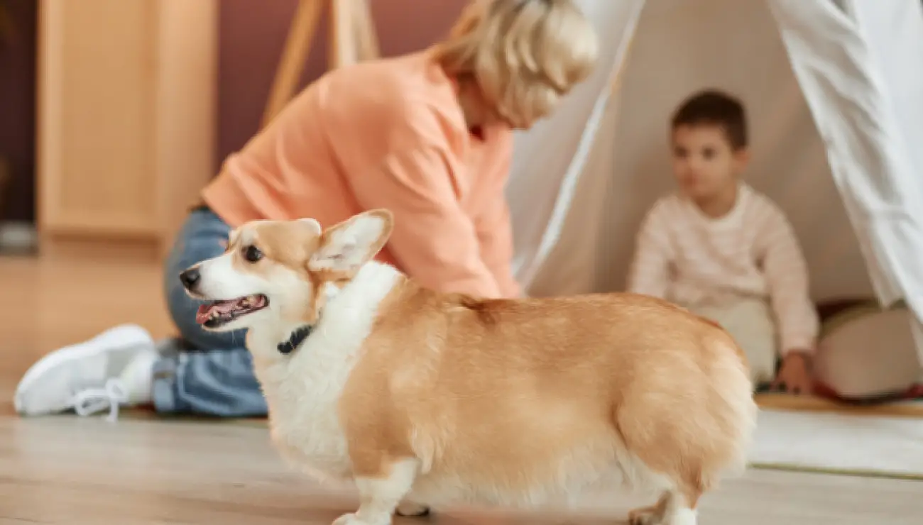 Welsh Corgi, Pembroke 3