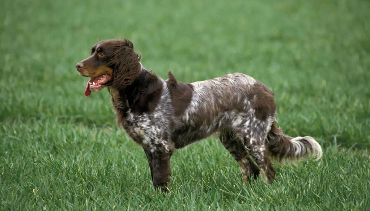 Picardy Spaniel