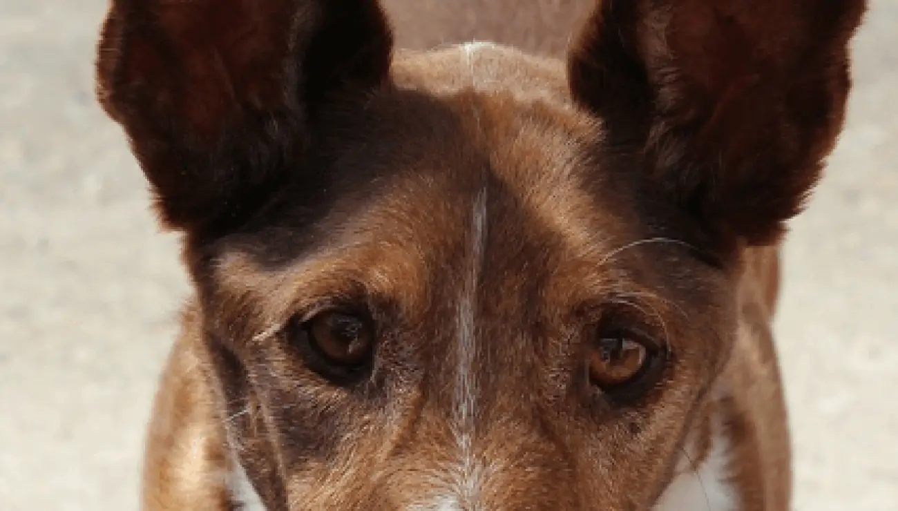 Chien de Garenne des Canaries 0