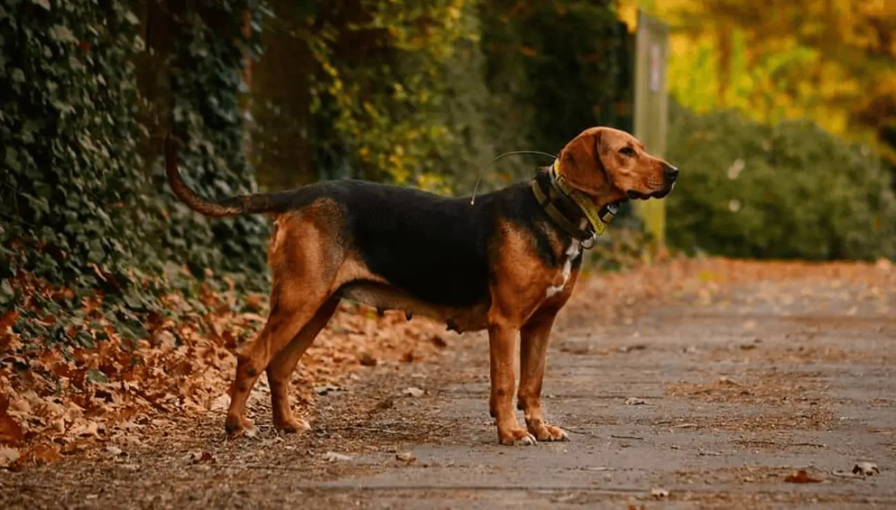 Polish Hound Dog Breed Info Guide Care