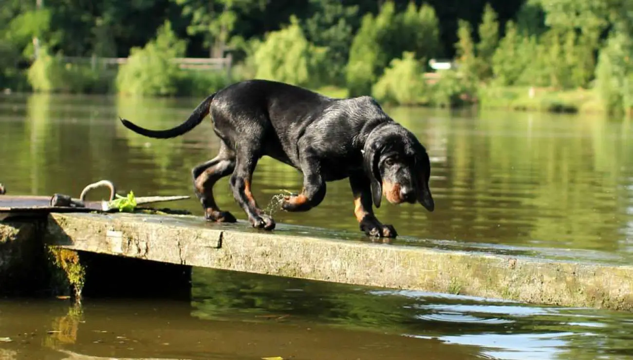 Polish Hunting Dog 1