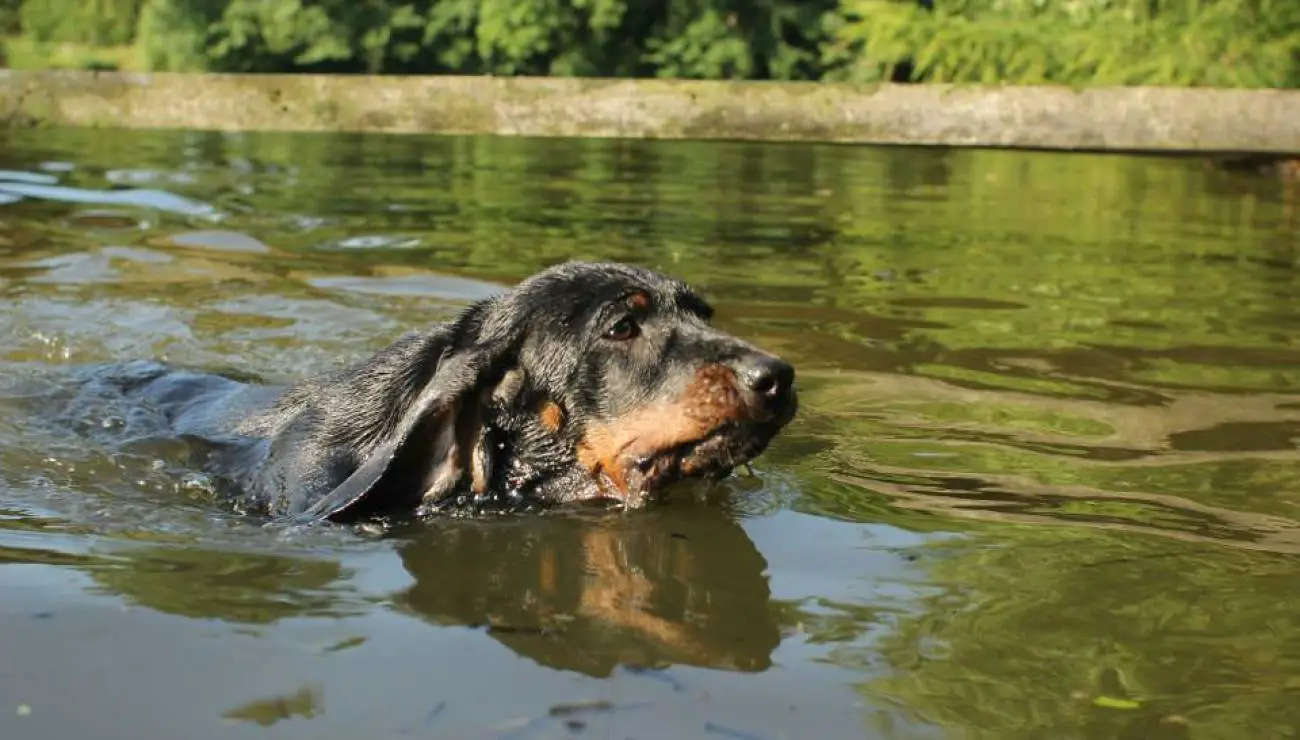 Polish Hunting Dog 2