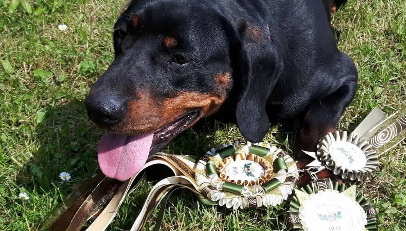 Perro de Caza Polaco 0