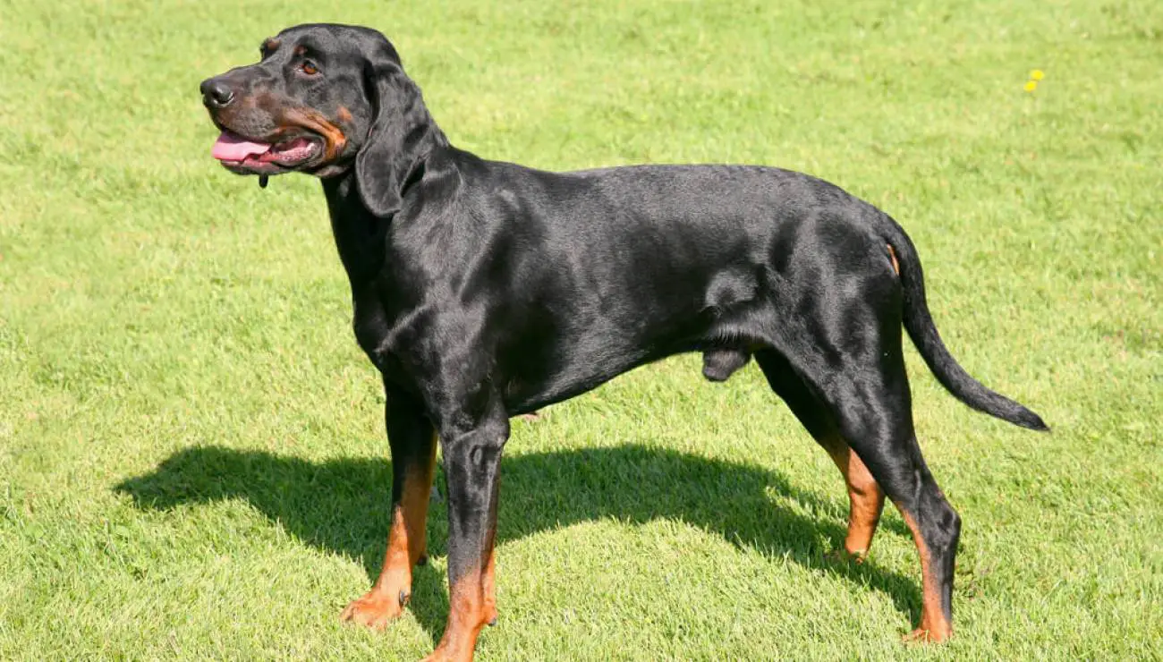 Polnischer Jagdhund