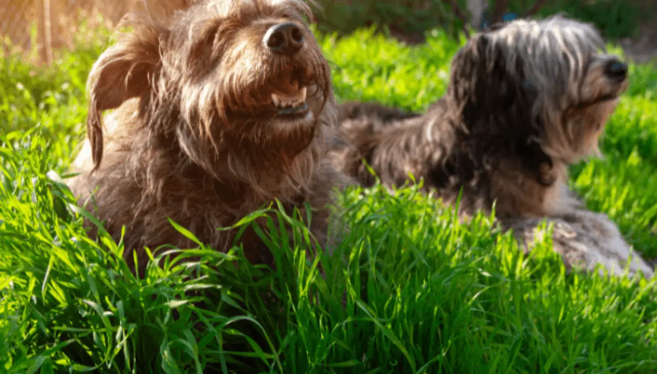 Polish Lowland Sheepdog 0