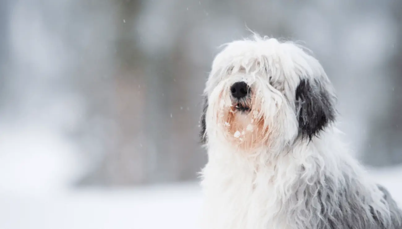 Polish Lowland Sheepdog 1