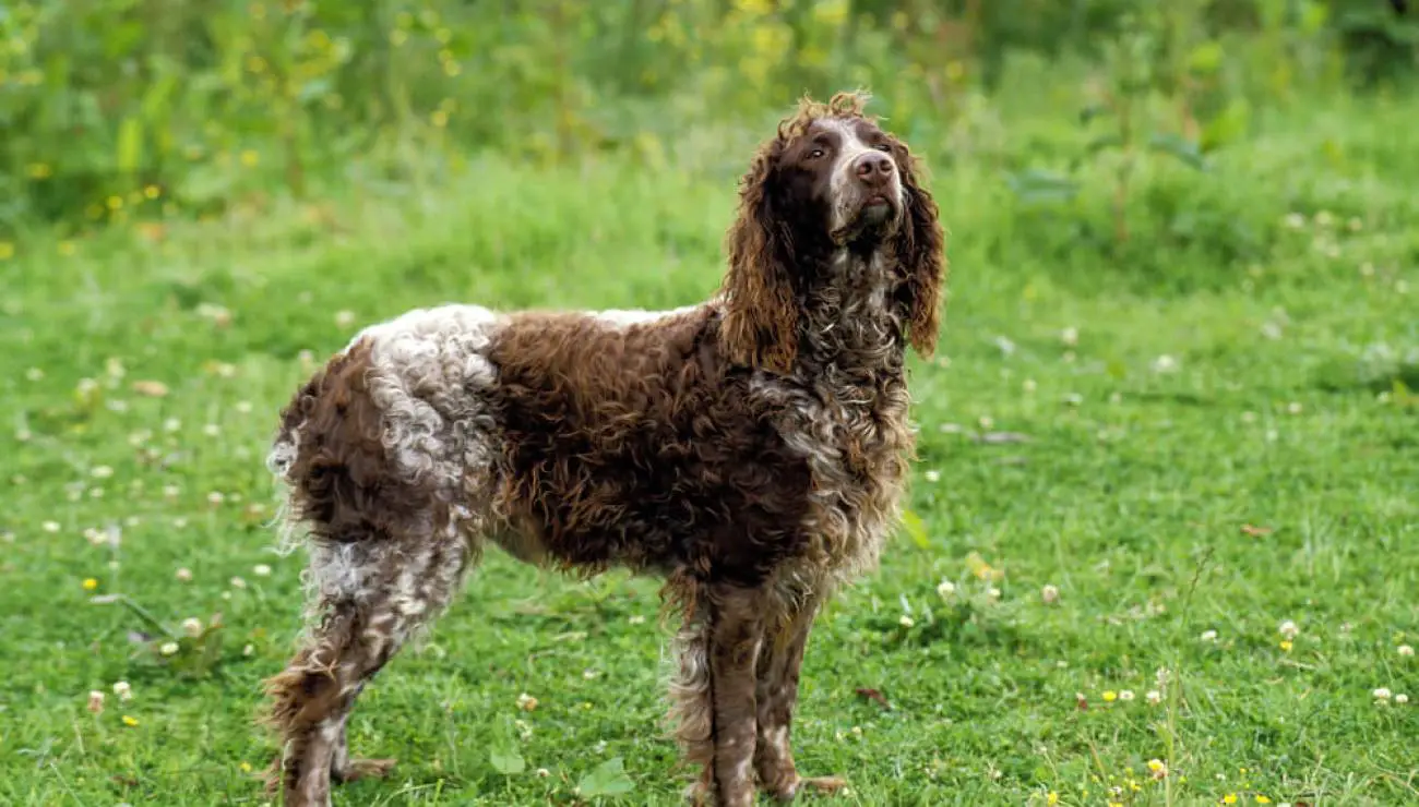 Spaniel de Pont-Audemer