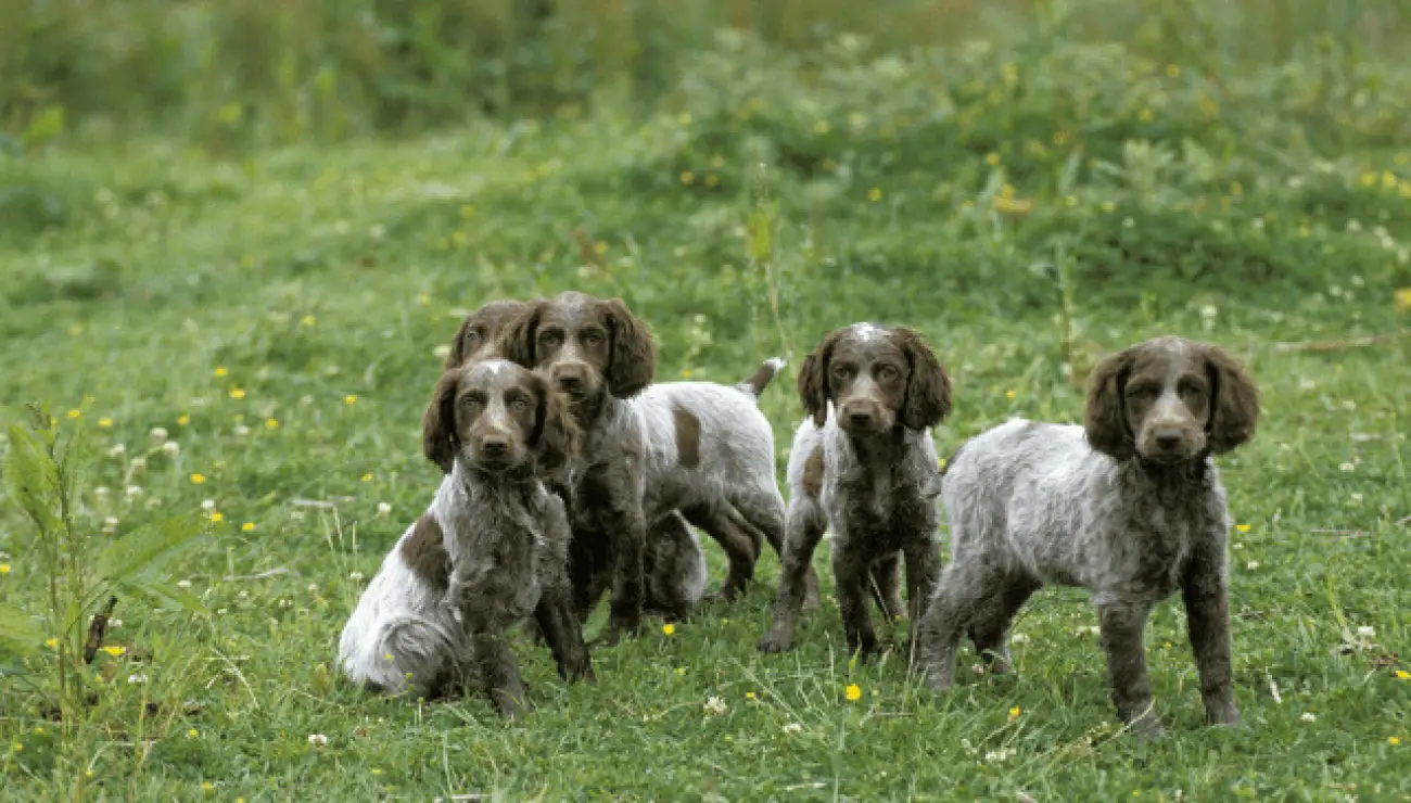 Spaniel de Pont-Audemer 0