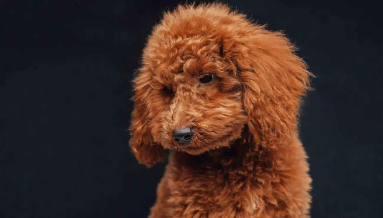 Poodle Miniature 1