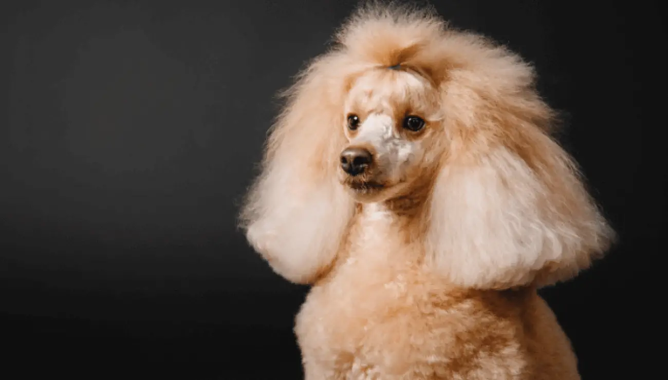 Poodle Miniature 2