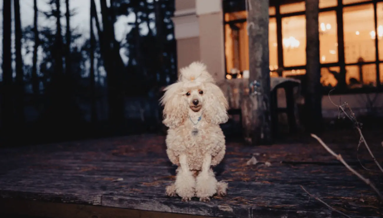 Poodle Miniature 3