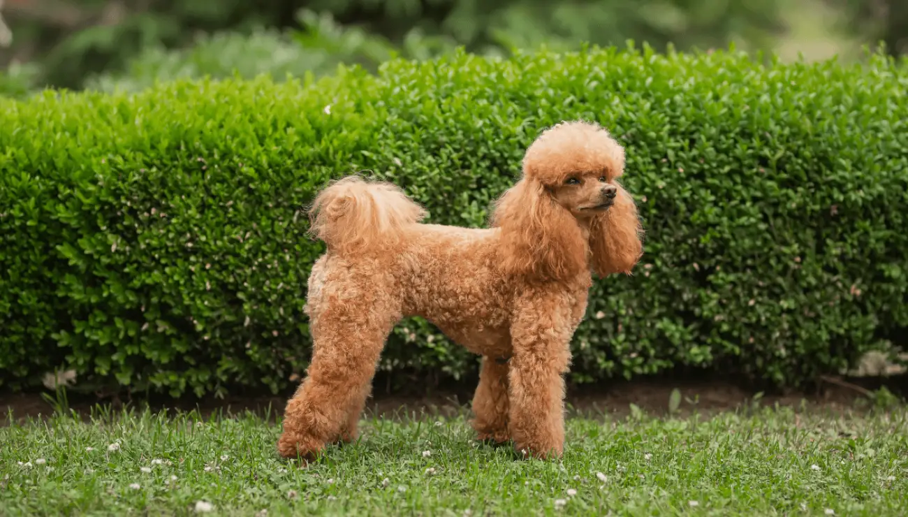 Poodle Miniature