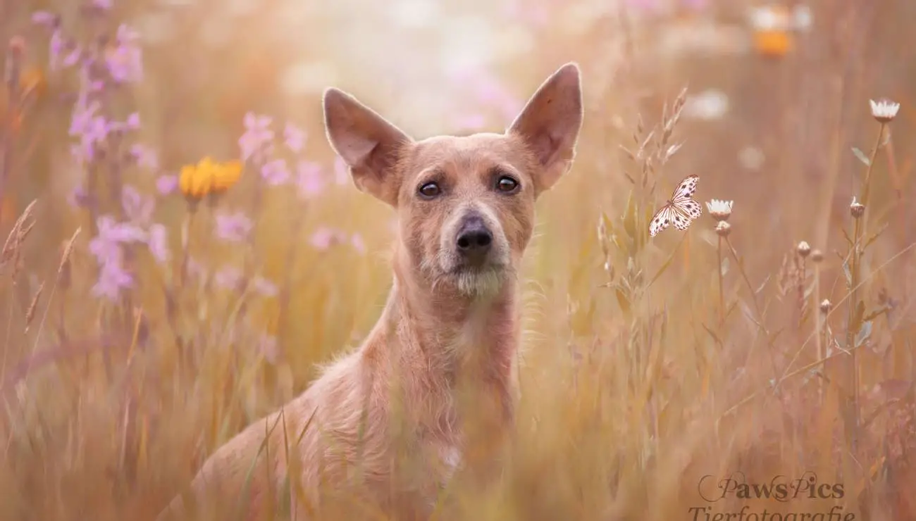 Podenco Portugués