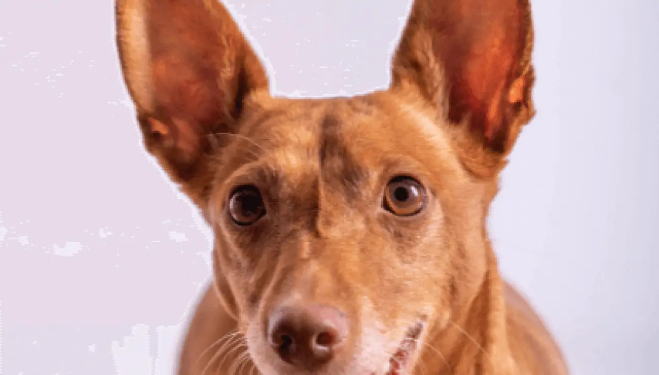 Podenco Portugués 1