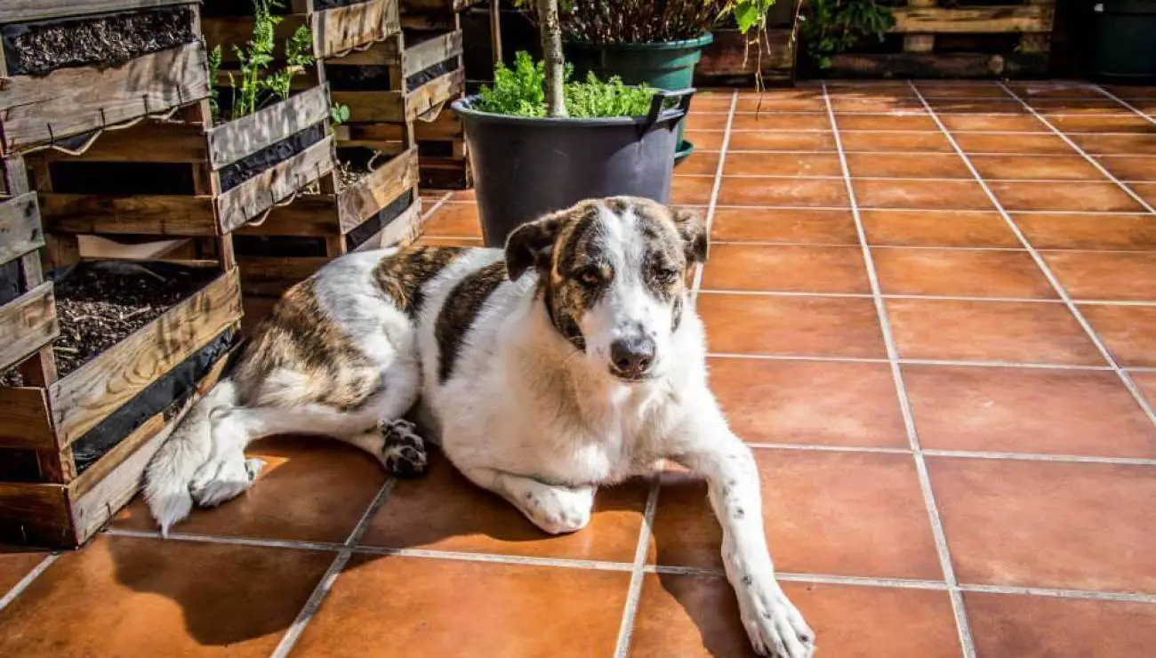 Rafeiro de l'Alentejo