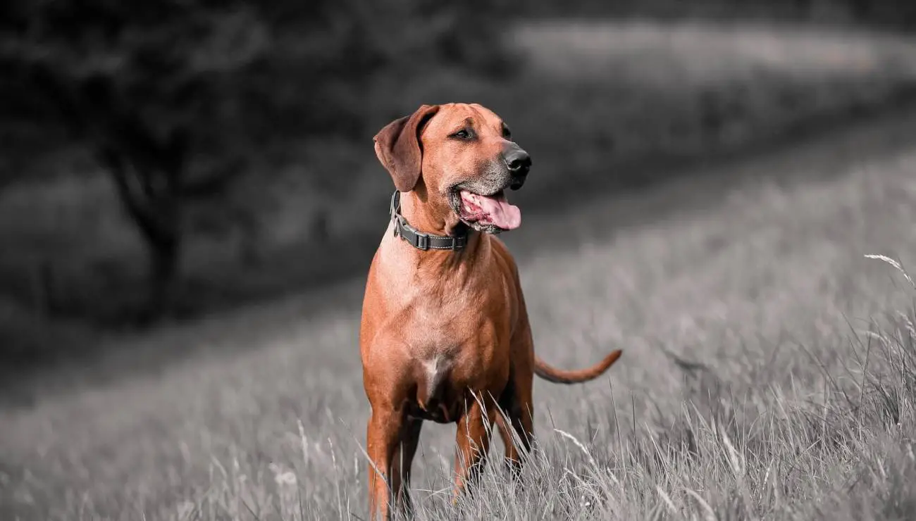 Rhodesian Ridgeback