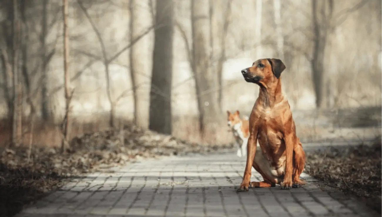 Chien de Rhodesie a crete dorsale 0