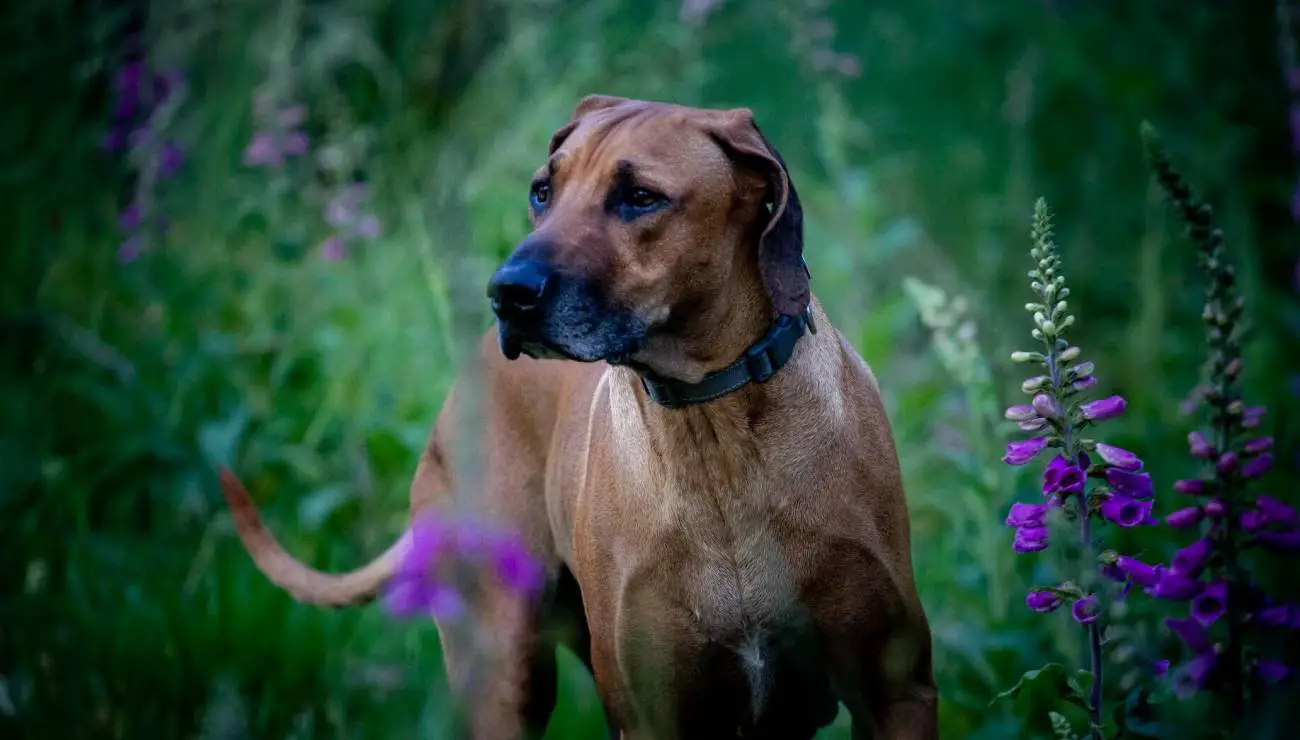 Chien de Rhodesie a crete dorsale 1