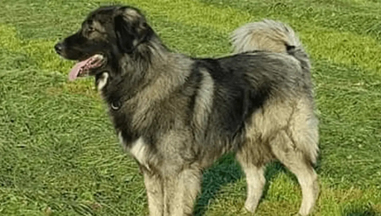 Perro Pastor Rumano de los Cárpatos "Carpatin"