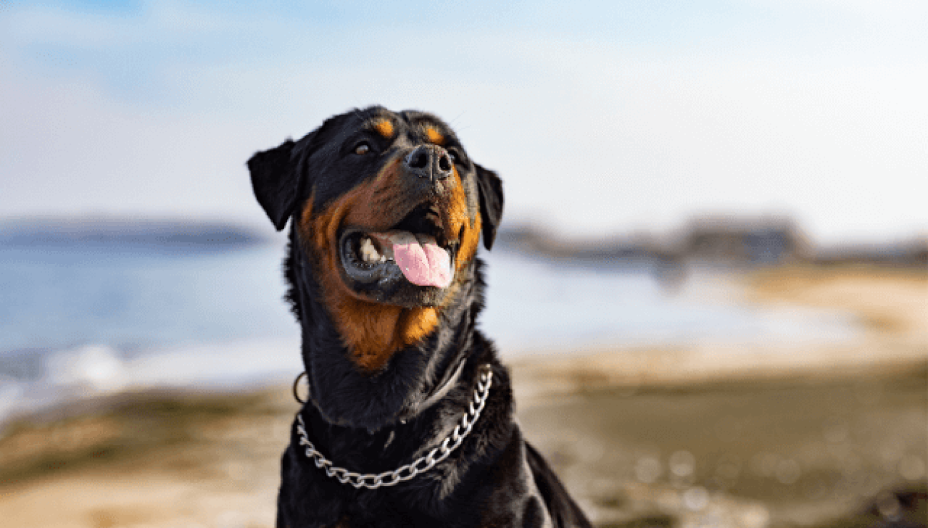 cane con il morso piu forte