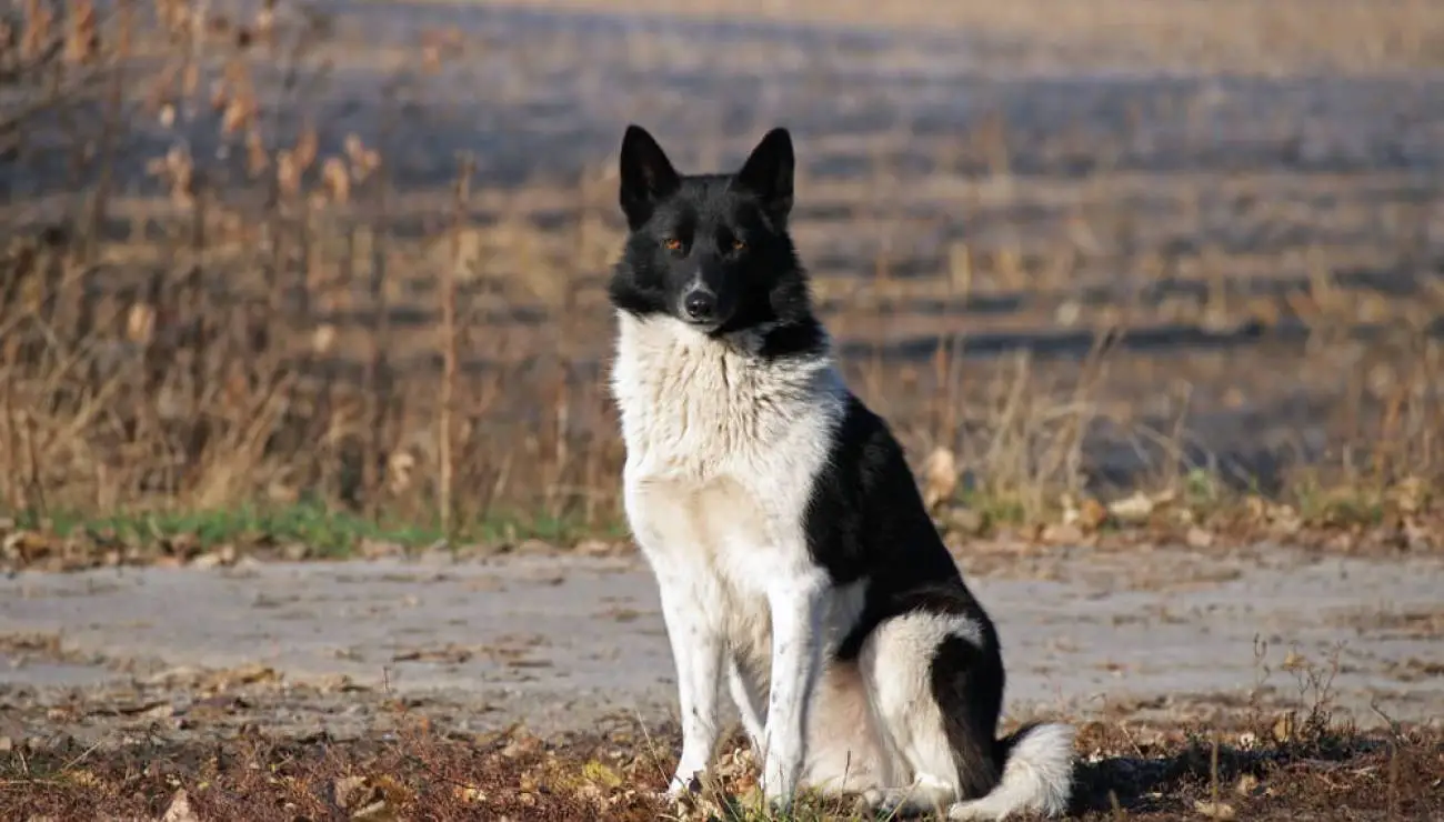 Laika Ruso-Europeo