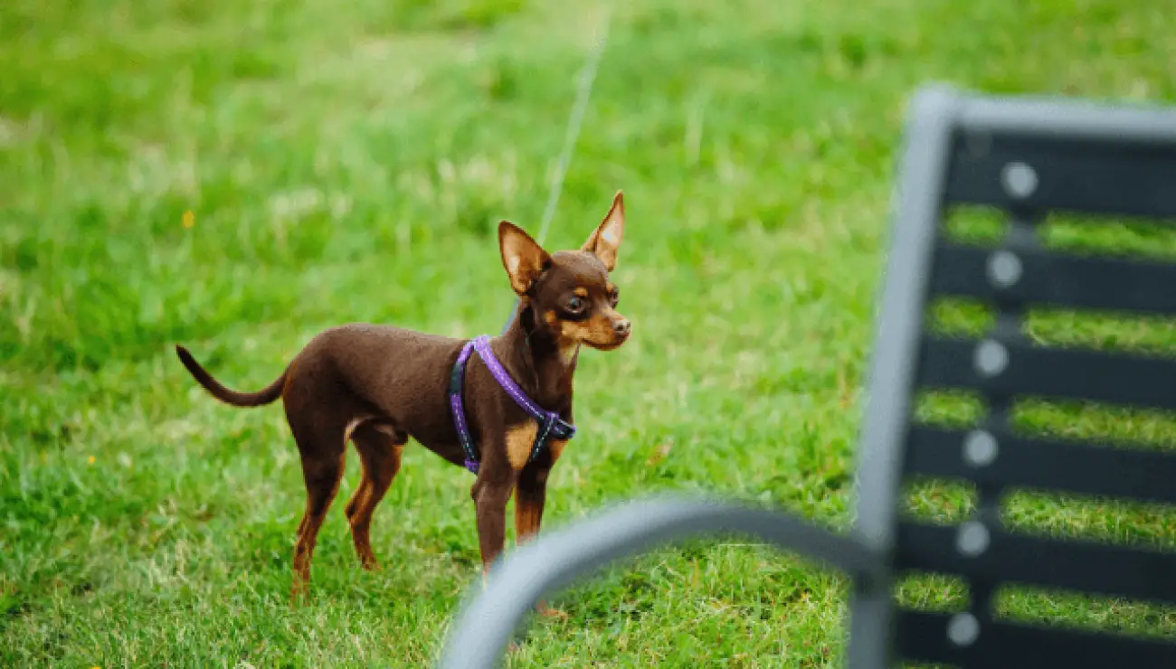 Pequeño perro Ruso 0