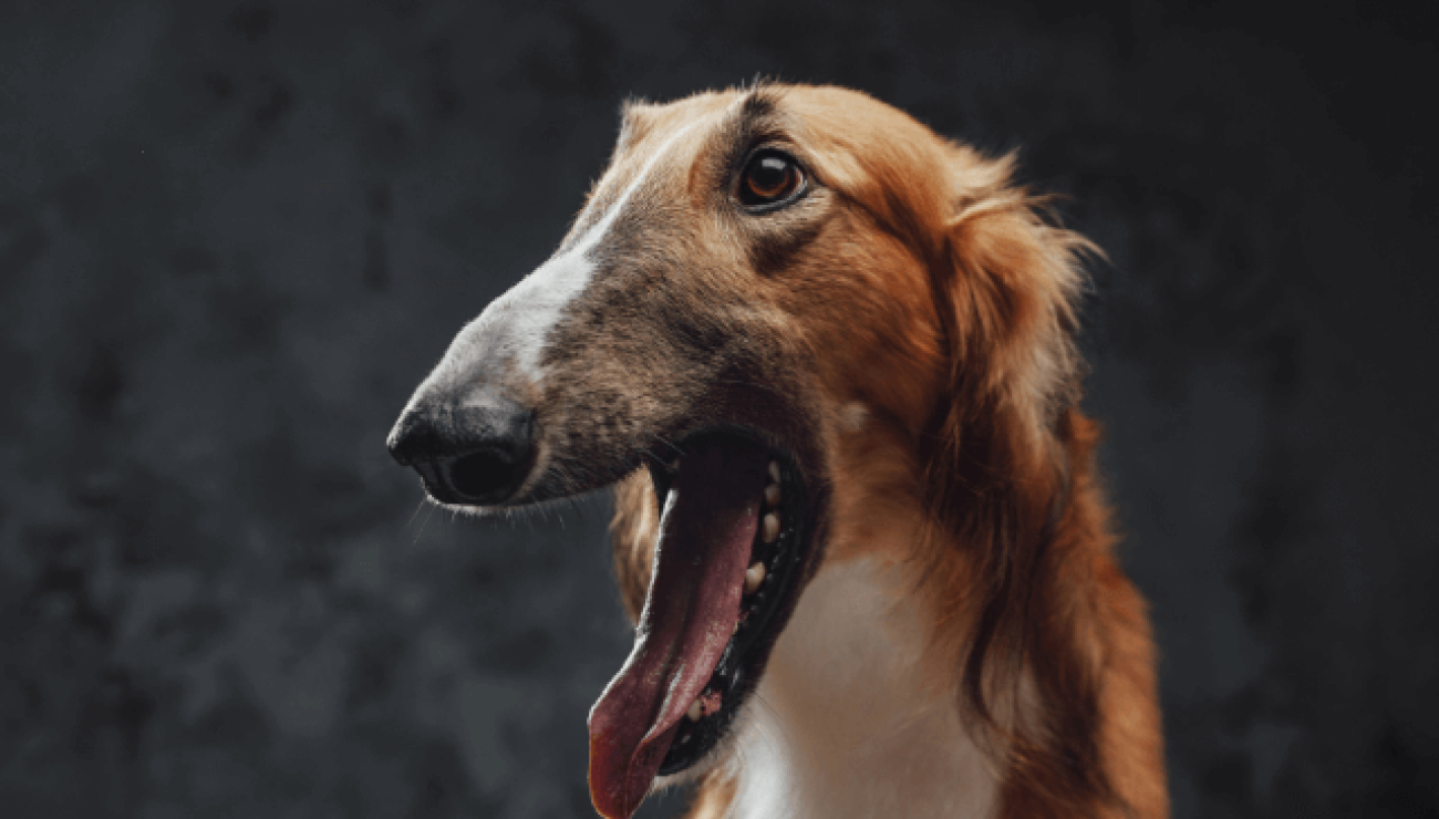 are saluki aggressive