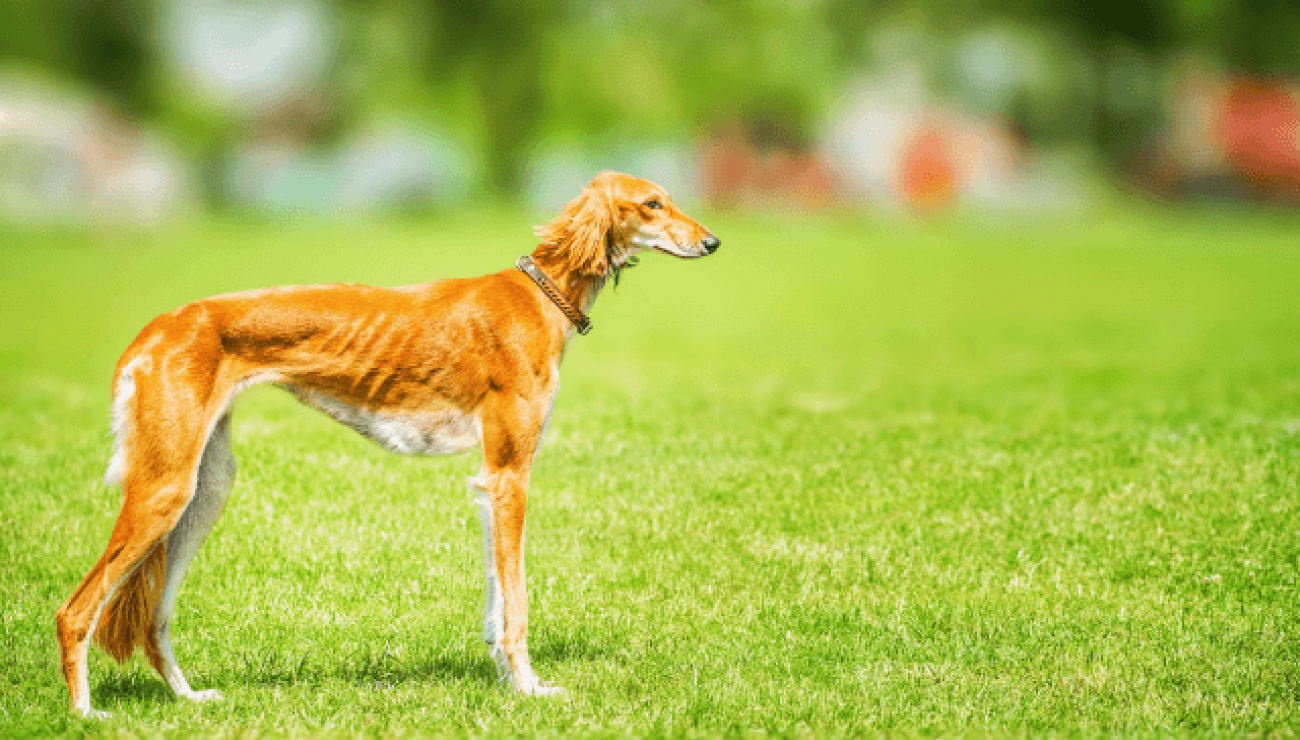 are saluki good with kids