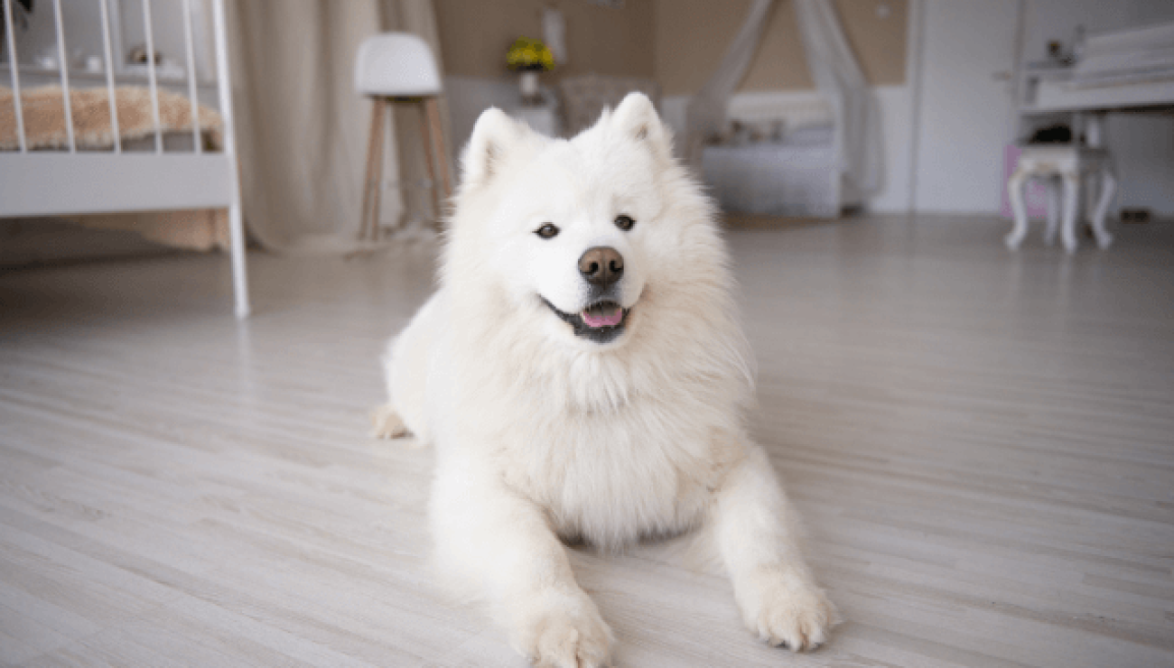 Samoyed apartment shops living