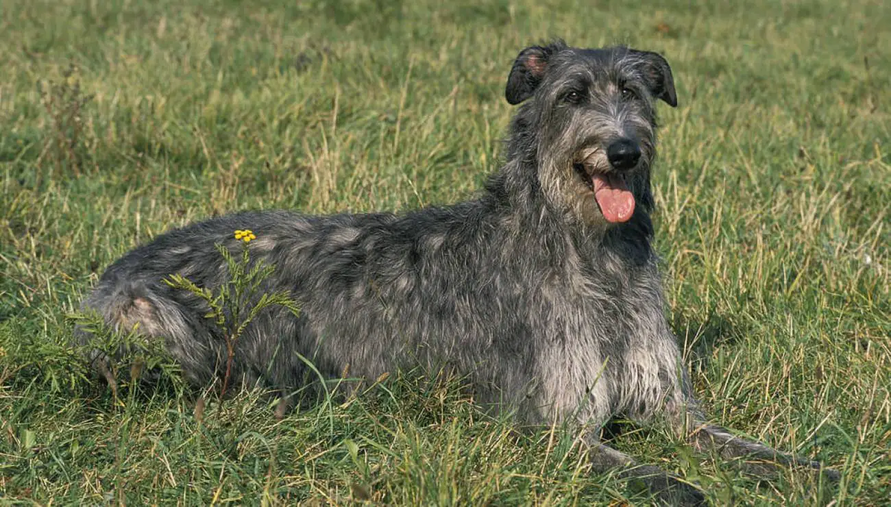 Schottischer Hirschhund