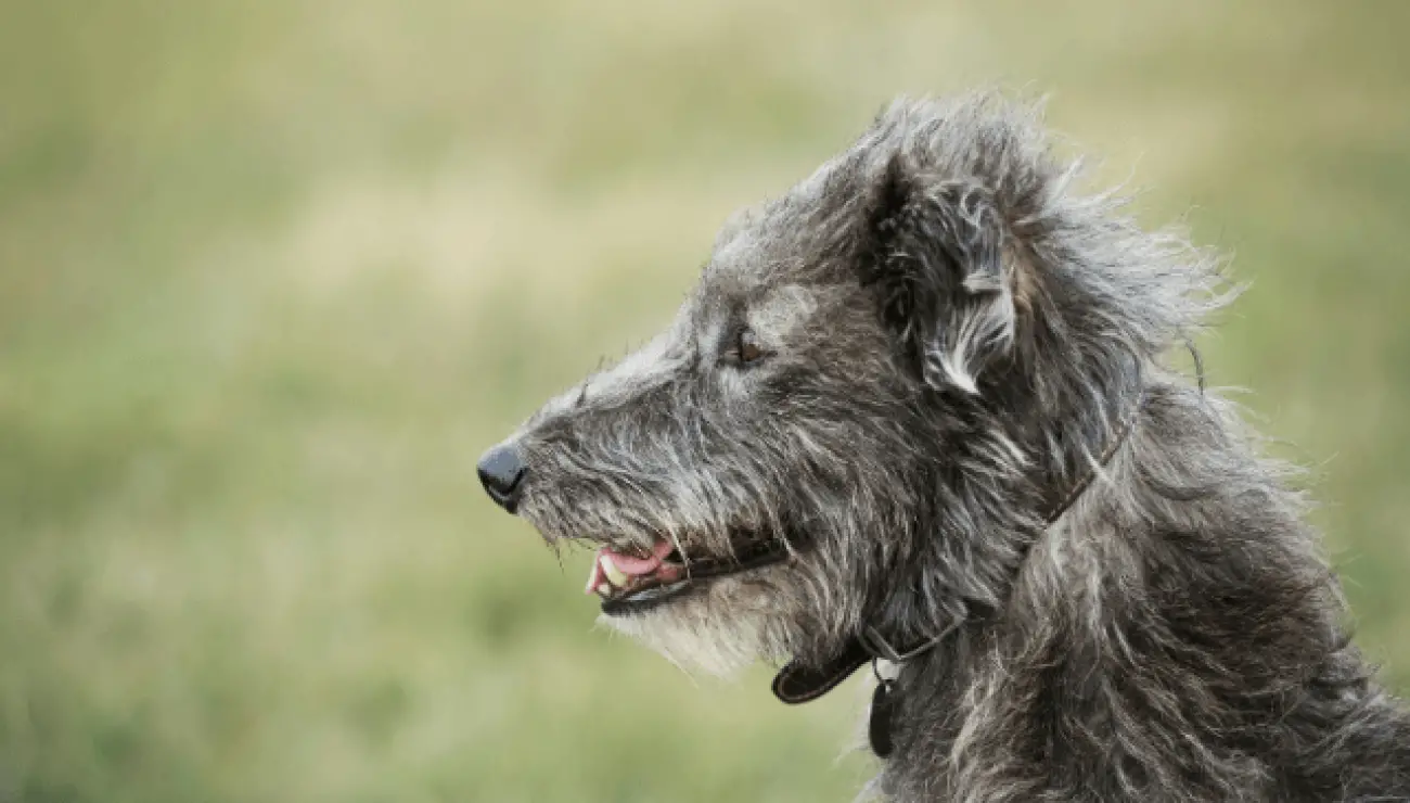 Schottischer Hirschhund 0