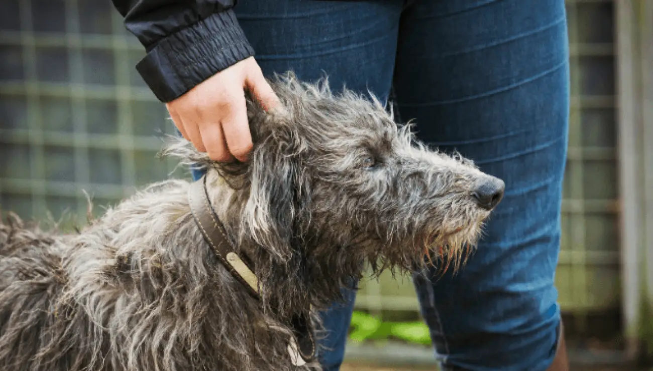 Schottischer Hirschhund 1