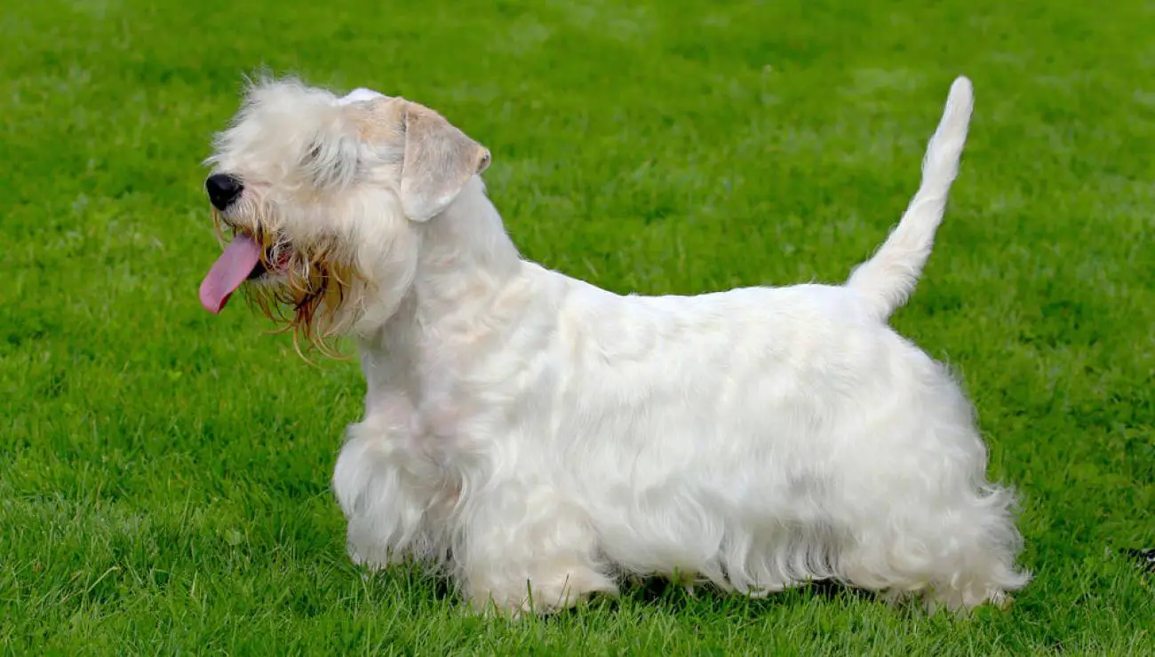 Sealyham Terrier