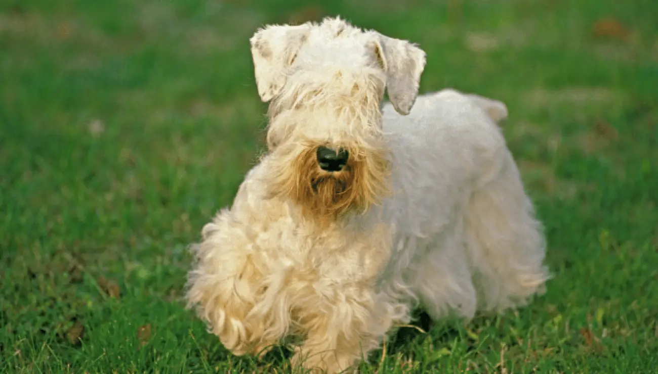 Sealyham Terrier 0