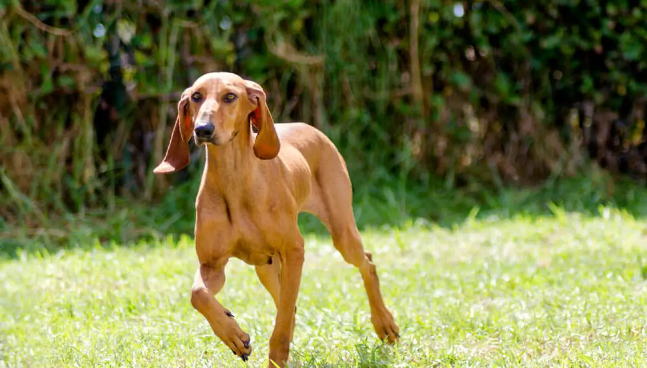 Sabueso Italiano de pelo raso