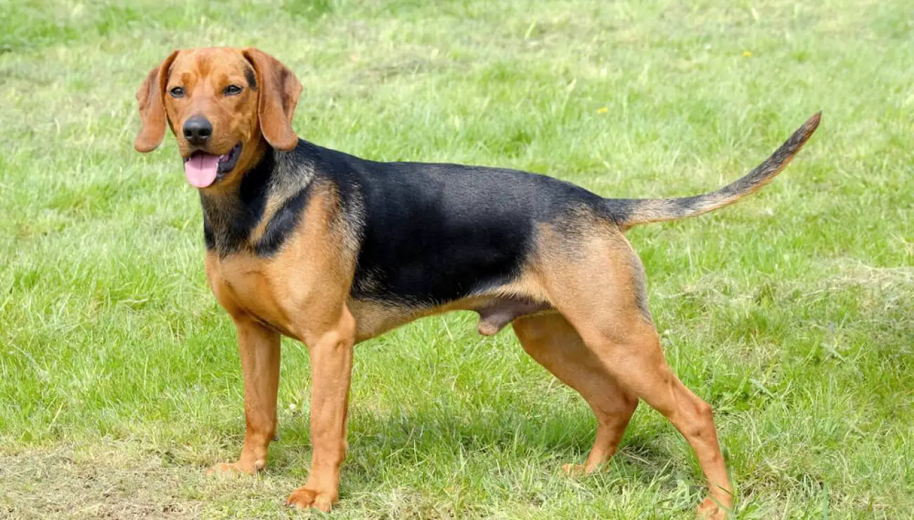 Serbian Hound