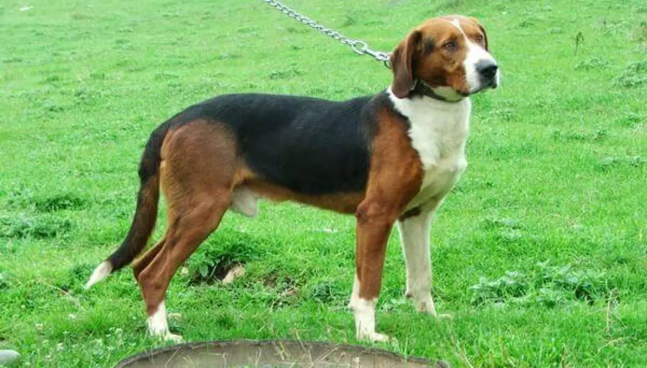 Serbian Tricolour Hound