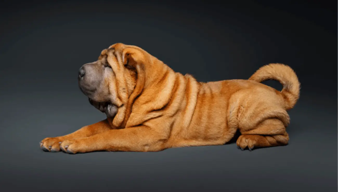 Shar Pei 0