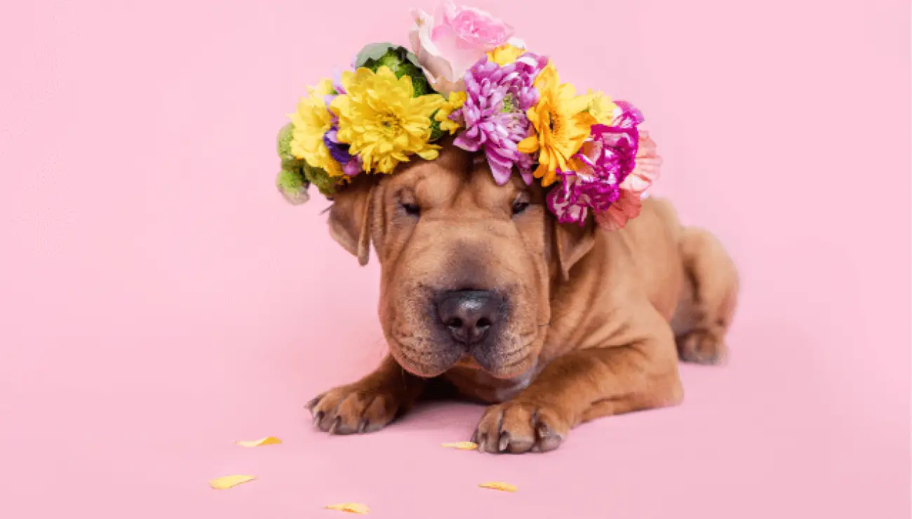 Shar Pei 3