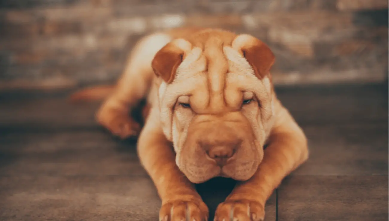 Shar Pei 2