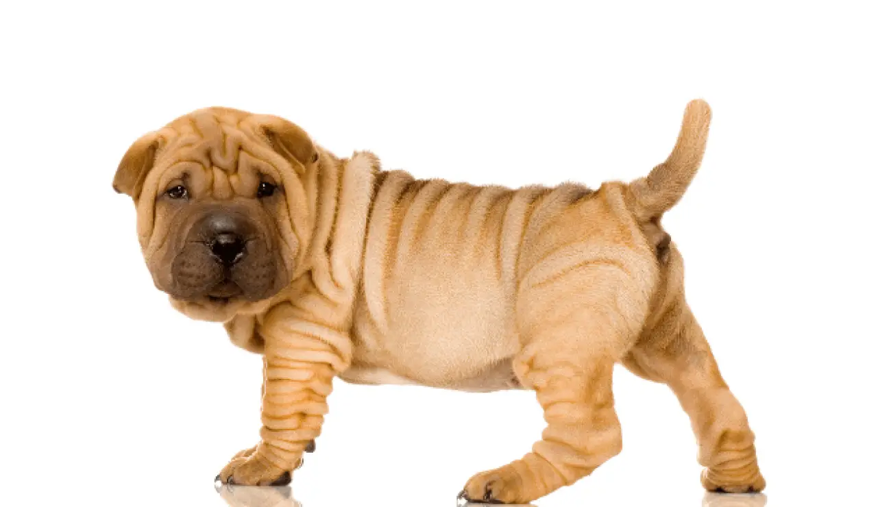 Shar Pei 4