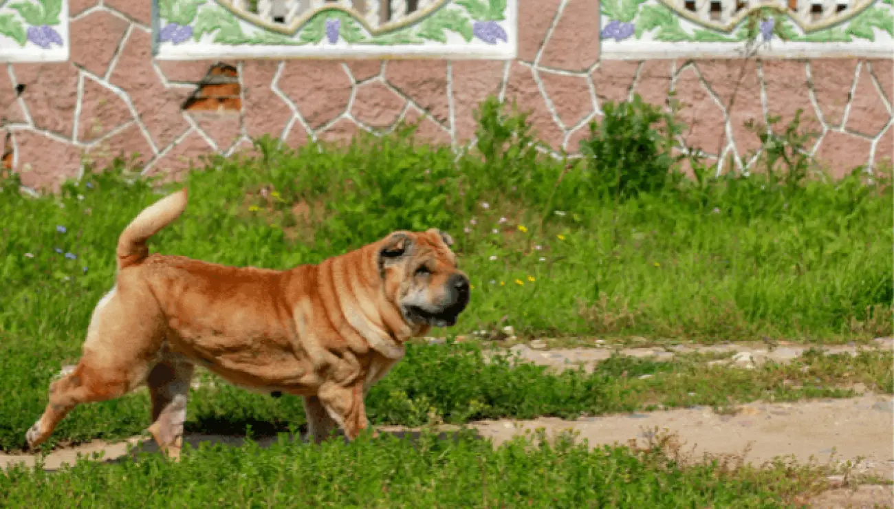 Shar Pei 5