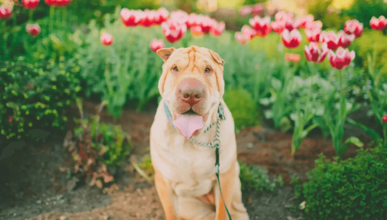 Shar Pei