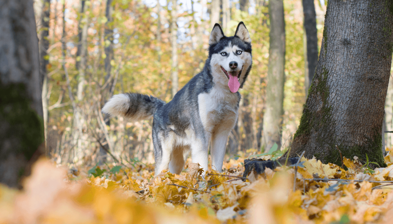 se puede entrenar a los huskies siberianos para atacar