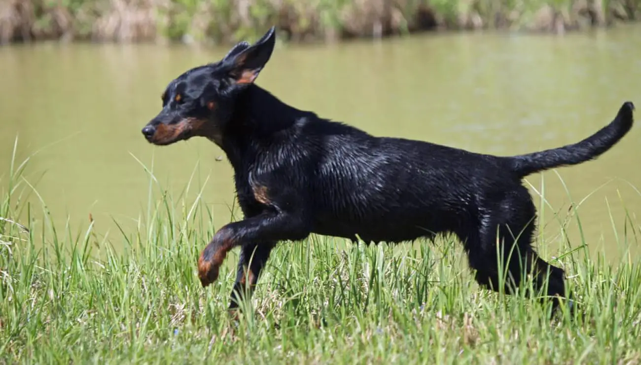 Chien Courant Slovaque