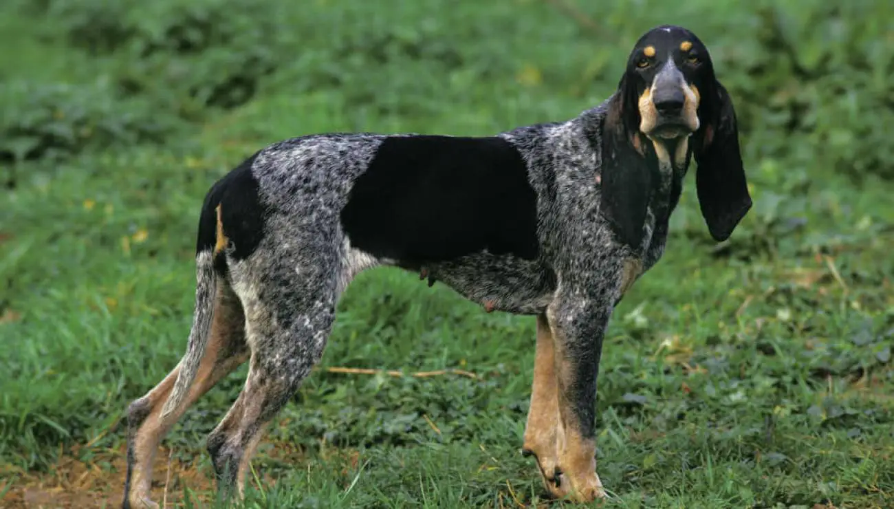 Grosser blauer Gascogne Laufhund