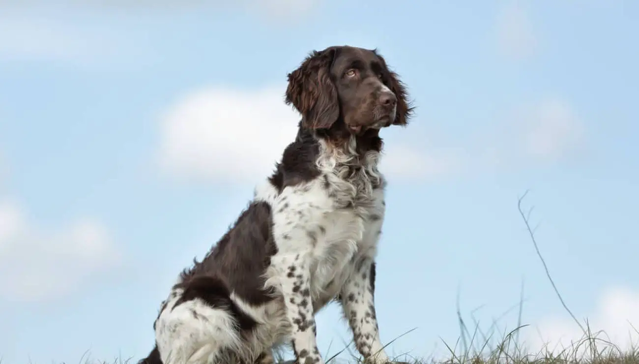 Pequeño Münsterländer