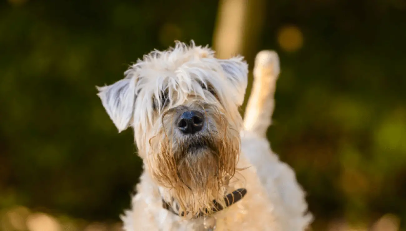 Irish Soft-coated Wheaten Terrier 2