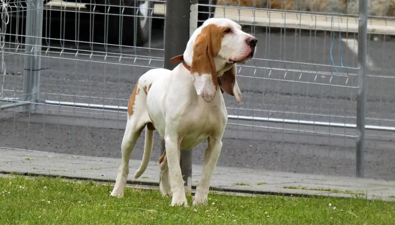 Spanischer Laufhund